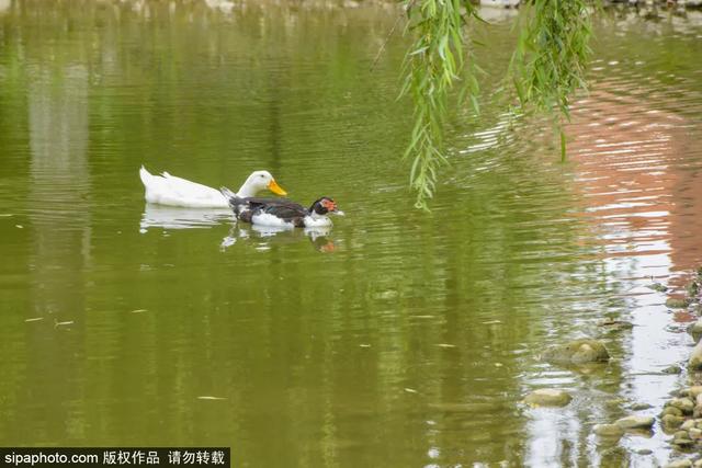 门票3毛钱！这个私家花园对外开放啦，有“佛香阁”，还有满树苹果~