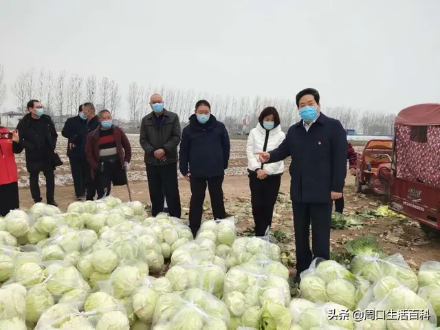 郸城美女乡长代言视频火了，6万斤包菜今天全部卖完