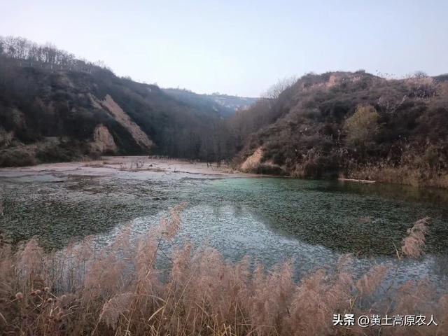 小伙和美女大学生回乡养牛，不料今年牛价大跌，欲哭无泪！