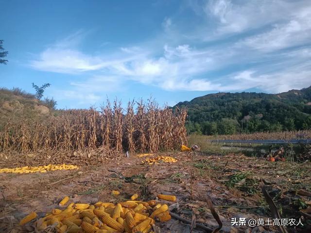 小伙和美女大学生回乡养牛，不料今年牛价大跌，欲哭无泪！