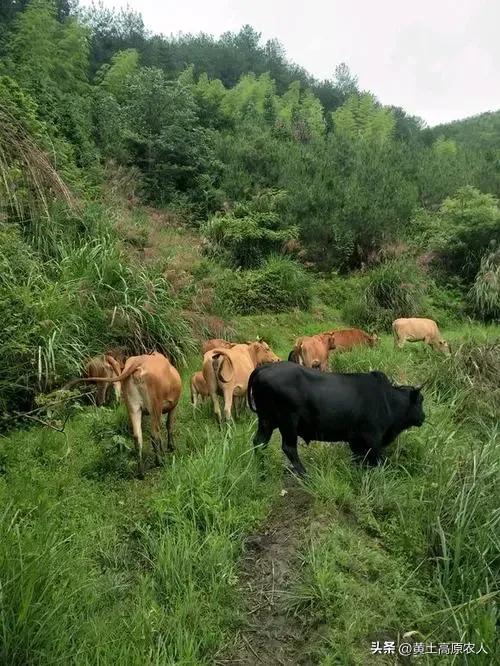 小伙和美女大学生回乡养牛，不料今年牛价大跌，欲哭无泪！