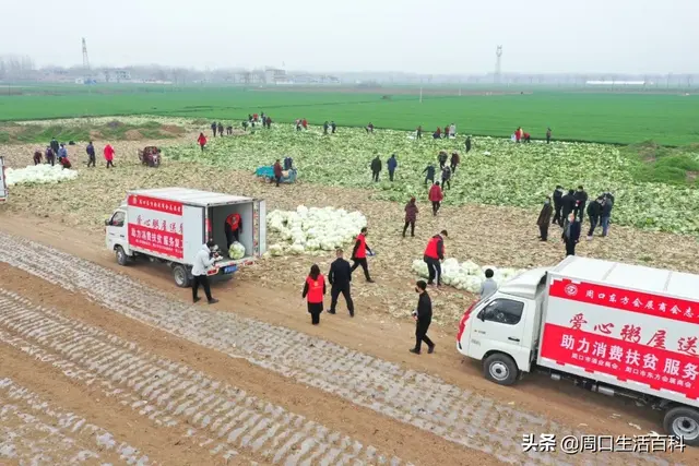 郸城美女乡长代言视频火了，6万斤包菜今天全部卖完