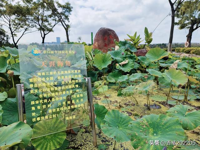 大观楼的荷花