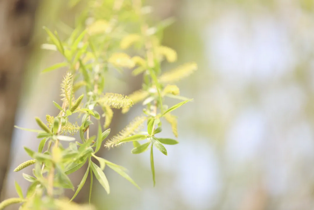 神仙颜值！陕西这所高校“校花”出炉，总有你喜欢的那一款