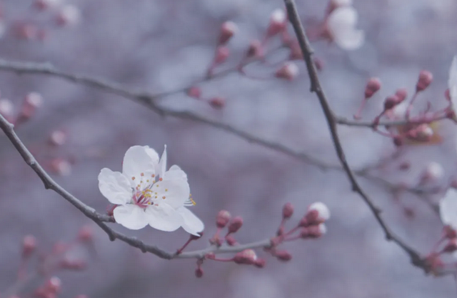 神仙颜值！陕西这所高校“校花”出炉，总有你喜欢的那一款