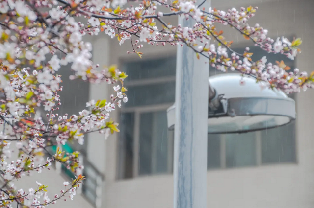 神仙颜值！陕西这所高校“校花”出炉，总有你喜欢的那一款