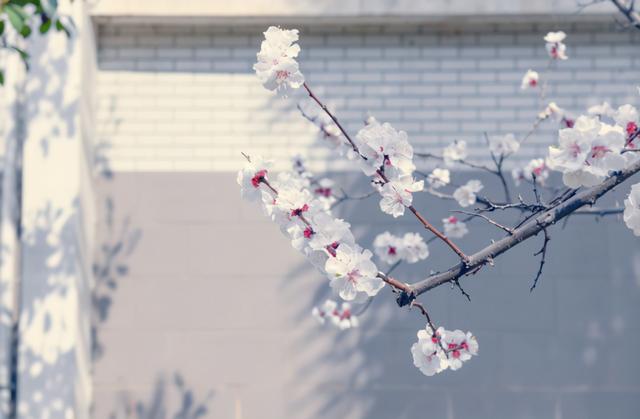 神仙颜值！陕西这所高校“校花”出炉，总有你喜欢的那一款