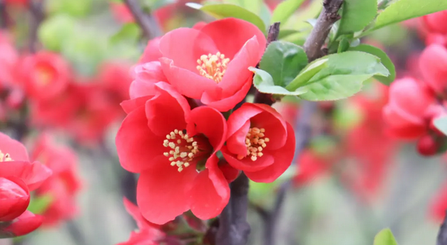 神仙颜值！陕西这所高校“校花”出炉，总有你喜欢的那一款