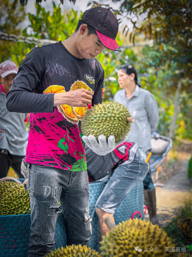 泰国越南为榴莲打起来啦？中国人狂炫榴莲吃光泰国，越南趁虚而入