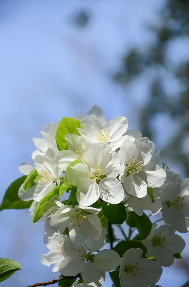 诗词鉴赏-欲与梨花共白，十首白桃花的诗词，酝酿一个浪漫春色