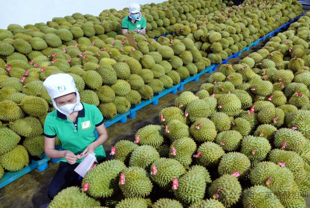 泰国越南为榴莲打起来啦？中国人狂炫榴莲吃光泰国，越南趁虚而入