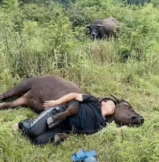 20张很罕见的照片：这美女身上的毛发过于旺盛了吧！这猪也太壮了