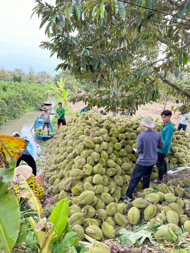 泰国越南为榴莲打起来啦？中国人狂炫榴莲吃光泰国，越南趁虚而入