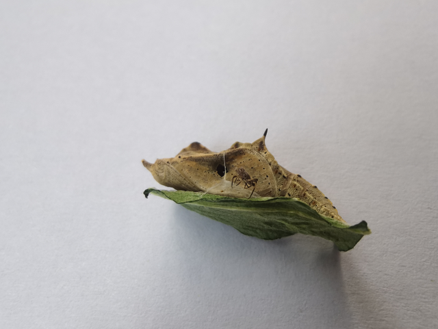 寄生菜粉蝶的小蜂——蝶蛹金小蜂Pteromalus puparum