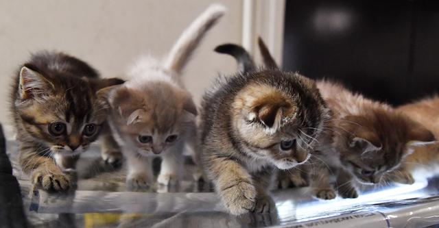 莫斯科猫展