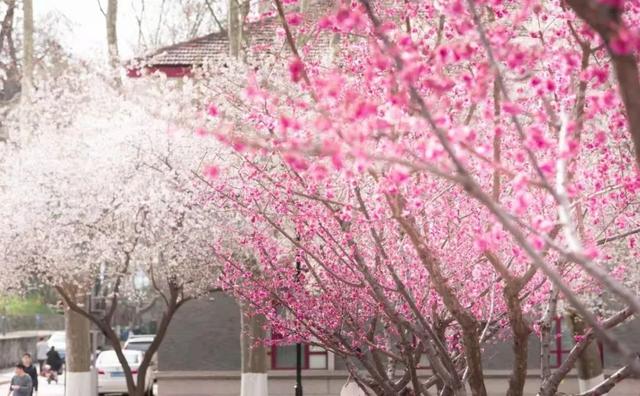 神仙颜值！西安交大曝光“最美校花”，高清大图惊艳全网！