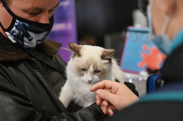 莫斯科猫展