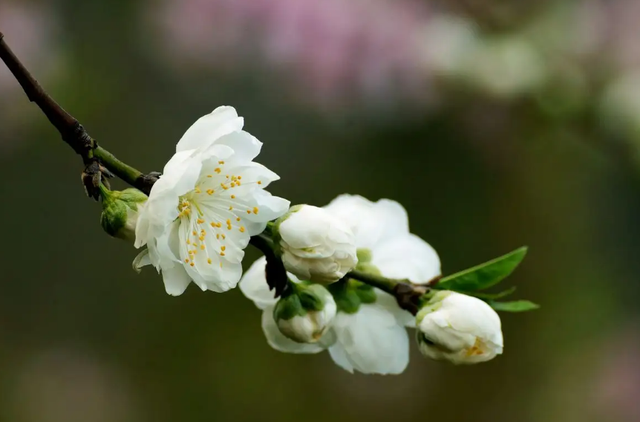 诗词鉴赏-欲与梨花共白，十首白桃花的诗词，酝酿一个浪漫春色