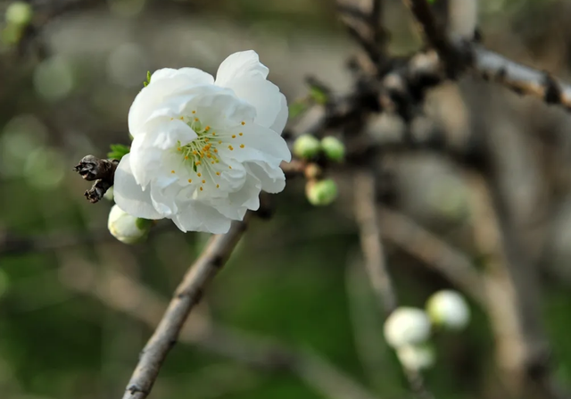 诗词鉴赏-欲与梨花共白，十首白桃花的诗词，酝酿一个浪漫春色