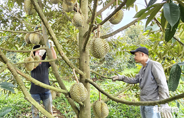 泰国越南为榴莲打起来啦？中国人狂炫榴莲吃光泰国，越南趁虚而入