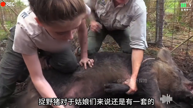 国外的野猪实在是太惨了，被两位美女轻松的给拿捏了