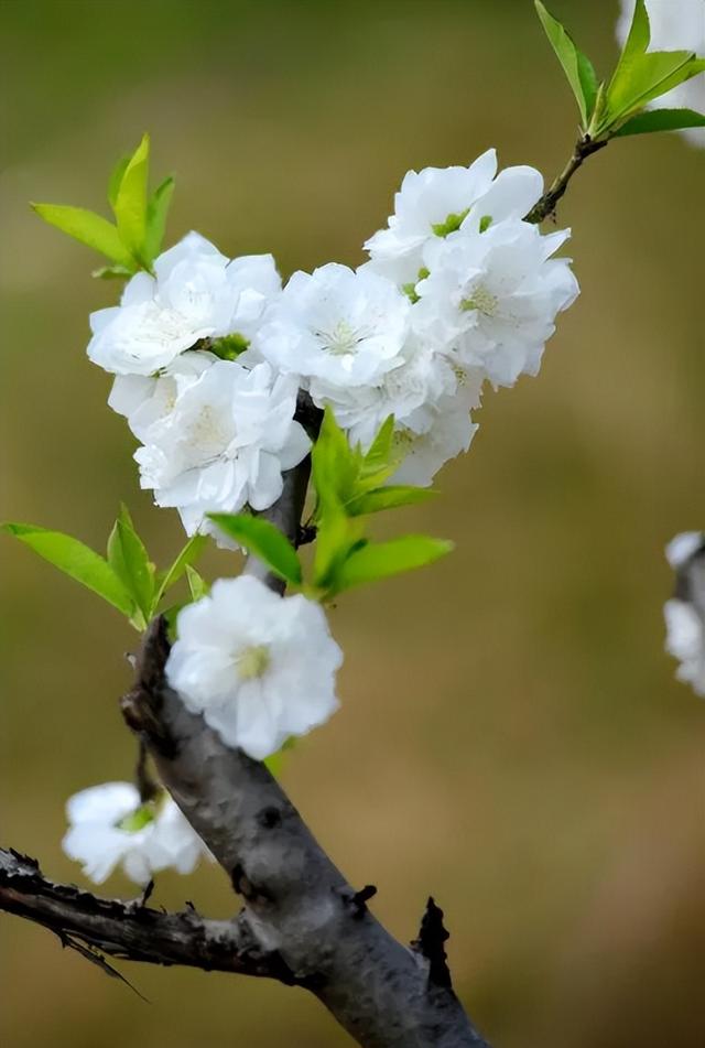 诗词鉴赏-欲与梨花共白，十首白桃花的诗词，酝酿一个浪漫春色