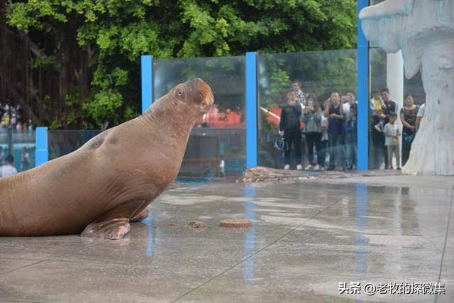 乌克兰 185cm 人间尤物，水下大秀曼妙舞姿，网友：身材不行！