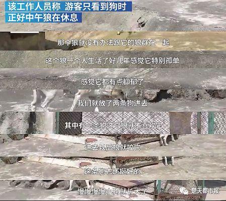 武汉一动物园“母狗陪公狼”遭游客投诉，园方：它是宠妻狂魔