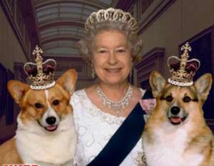 美女犬公爵(看完英国女王宠物狗的生活和待遇，你就能理解啥叫“人不如狗”了)
