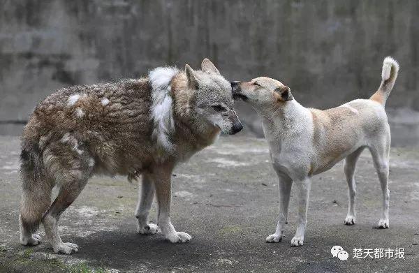 武汉一动物园“母狗陪公狼”遭游客投诉，园方：它是宠妻狂魔