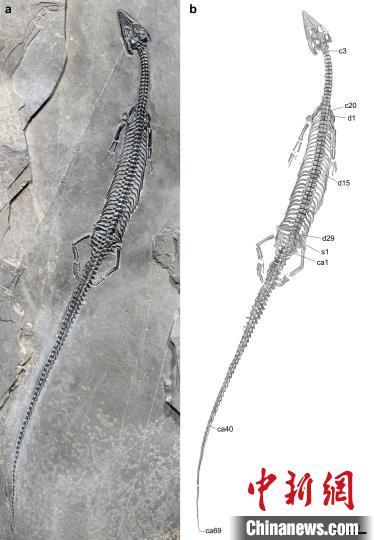 世界上尾巴最长、中国最早的肿肋龙化石 首现云南距今2.44亿年